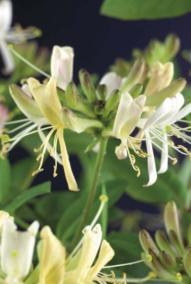 Lonicera belgica select gartenpflanze