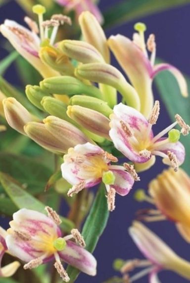 Lonicera copper beauty gartenpflanze