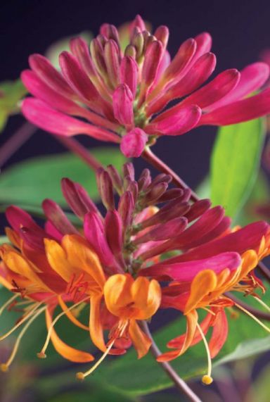 Lonicera heckrottii goldflame gartenpflanze