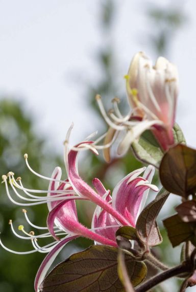 Lonicera japonica red world gartenpflanze