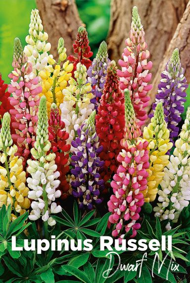 Lupinus russell dwarf mix blumenzwiebeln