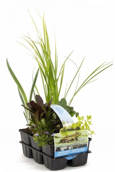 MIX Zuiverende Vijverplanten