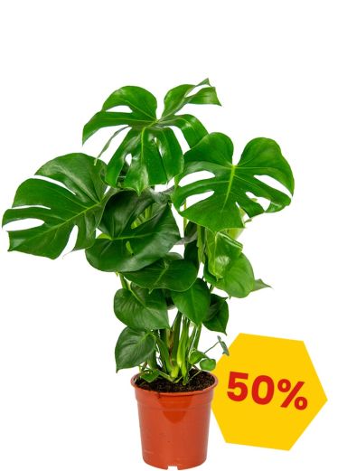 Monstera-deliciousa-korting-rabat-offre-aanbieding