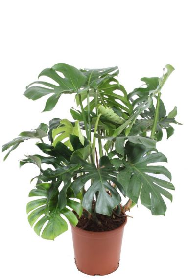 monstera deliciosa  Fensterblatt