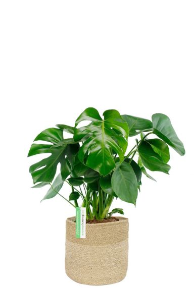 Monstera gatenplant in mand 1 1