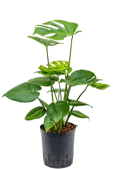 Monstera hydrocultuur plant