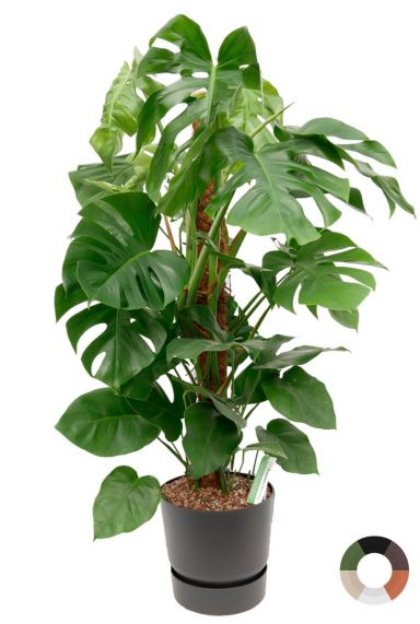 Monstera Moos Stock schwarz Topf 