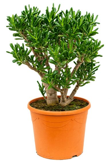 Crassula gollum