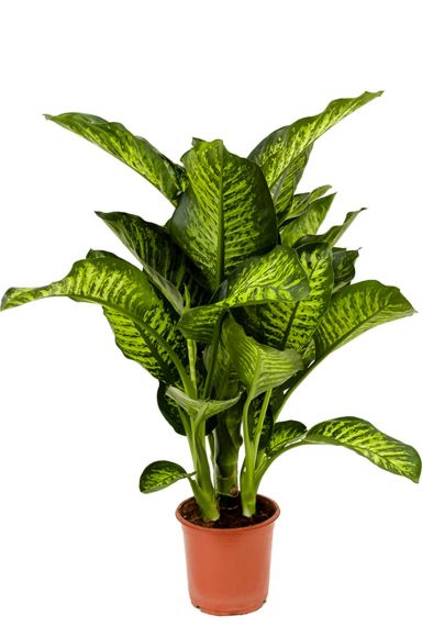 Dieffenbachia maroba