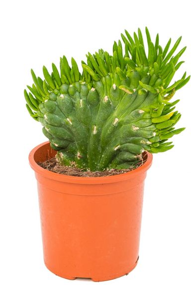 Mooie opuntia subulata cactus