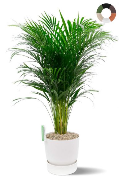 Mooie palm in elho sierpot