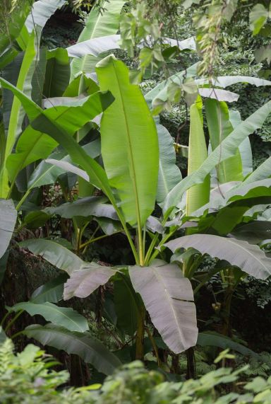 Musa basjoo p17 gartenpflanze