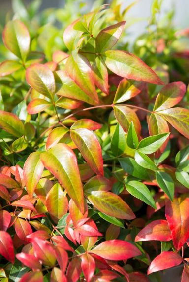 Nandina domestica obsessed gartenpflanze