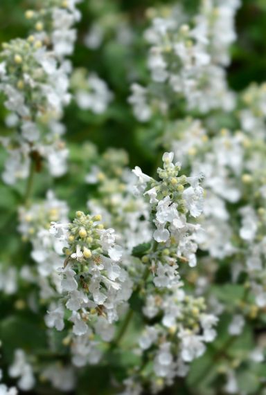 Nepeta faassenii snowflake gartenpflanze