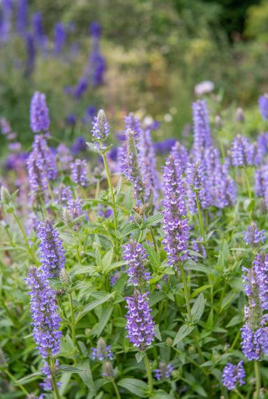 Nepeta nervosa blue moon gartenpflanze