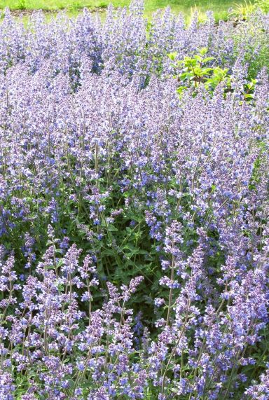 Nepeta walker s low gartenpflanze