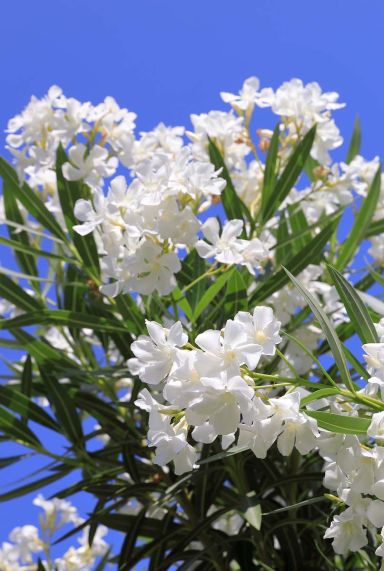 Nerium oleander gartenpflanze p26