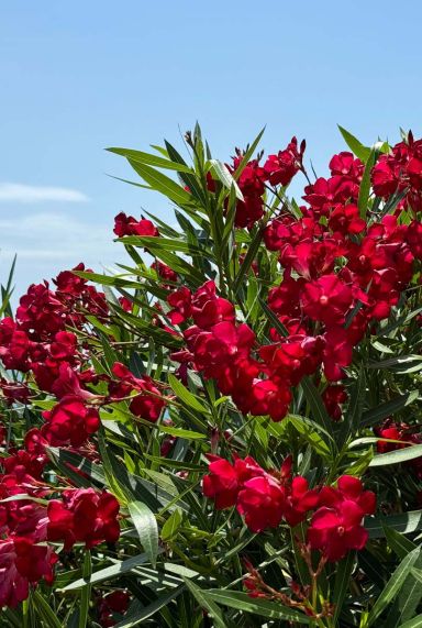 Nerium oleander rood gartenpflanze p26