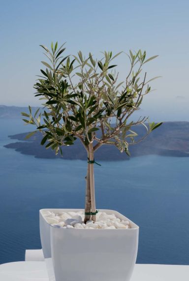 Olea europaea p14 gartenpflanze