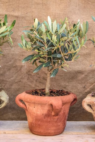 Olea europaea p14 plant