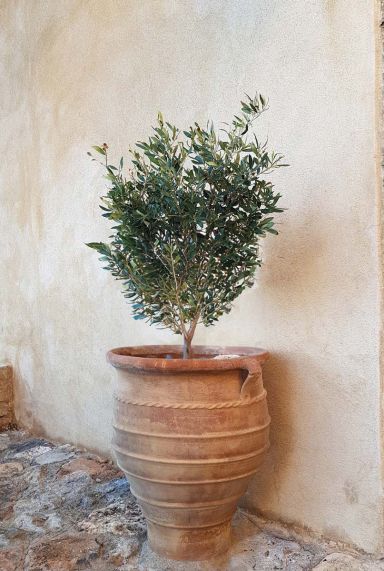 Olea europaea p28 gardenpflanze