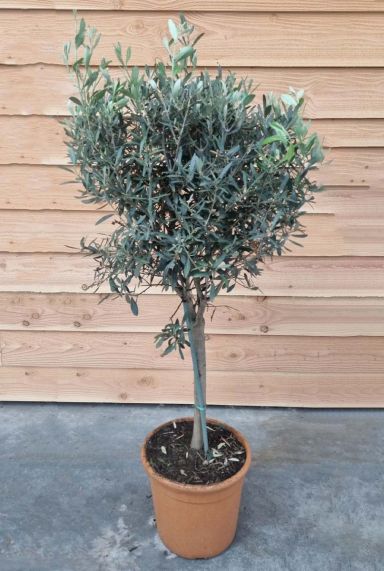 Olea europaea p32 gartenpflanze