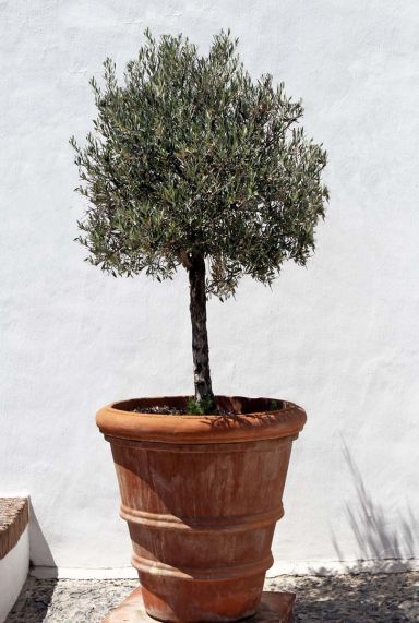 Olea europaea tuinplant 2