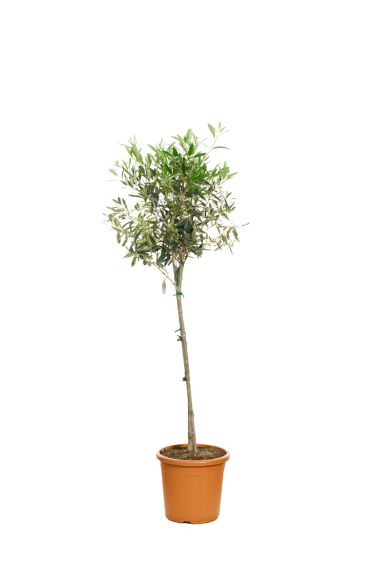 Olea Europea - 100cm