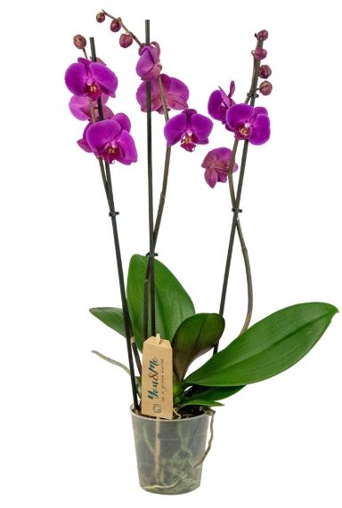 Orchidee-paars-phalaenopsis-