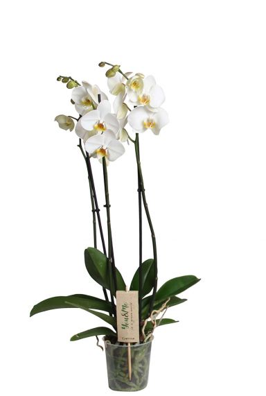 Orchidee phalaenopsis weiß