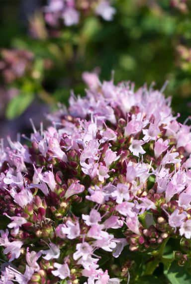 Origanum vulgare gartenpflanze 1