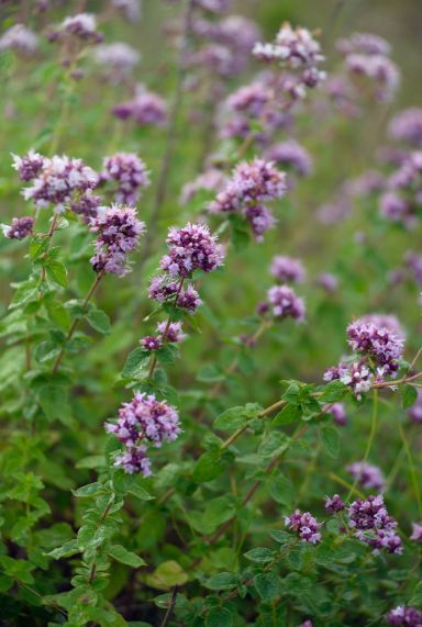 Origanum vulgare gartenpflanze p9