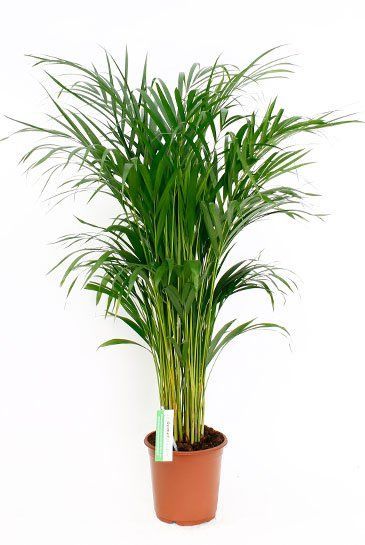 Areca (chrysalidoc.) lutescens