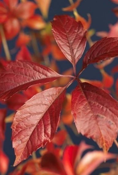 Parthenocissus engelmannii gartenpflanze