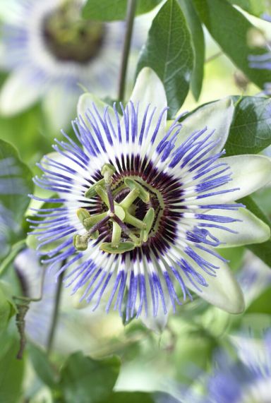 Passiflora caerulea