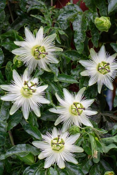 Passiflora caerulea constance elliot gardenpflanze