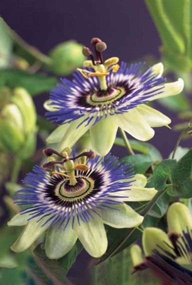 Passiflora caerulea gartenpflanze