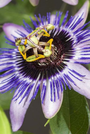 Passiflora damsel s delight gartenpflanze