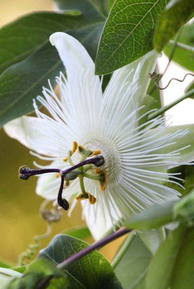 Passiflora snow queen gardenpflanze p23