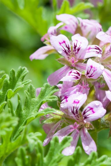Pelargonium isko lemon p10 gartenpflanze