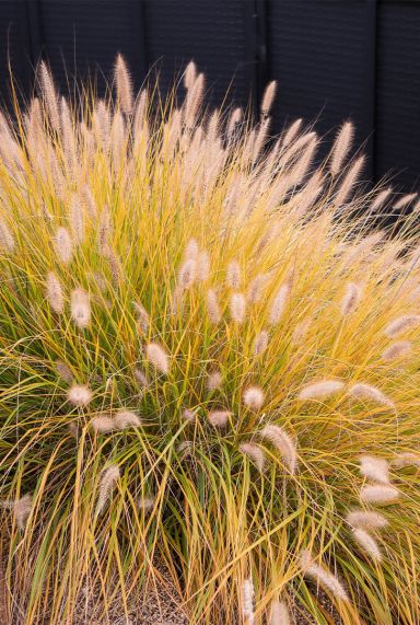 Pennisetum alopecuroides hameln gartenpflanze