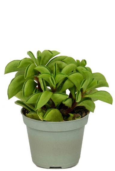 Peperomia fire sparks stekje