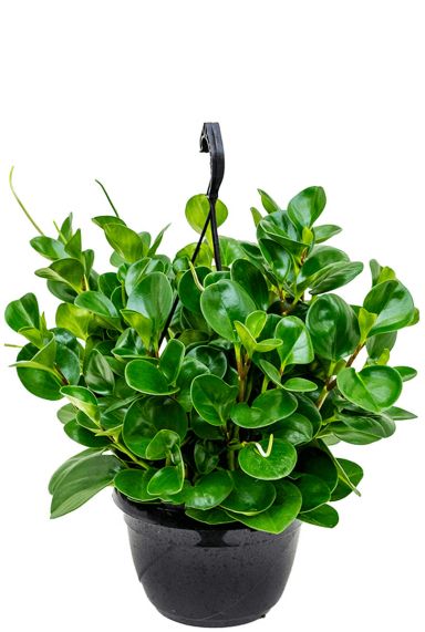 Peperomia obtusifolia green