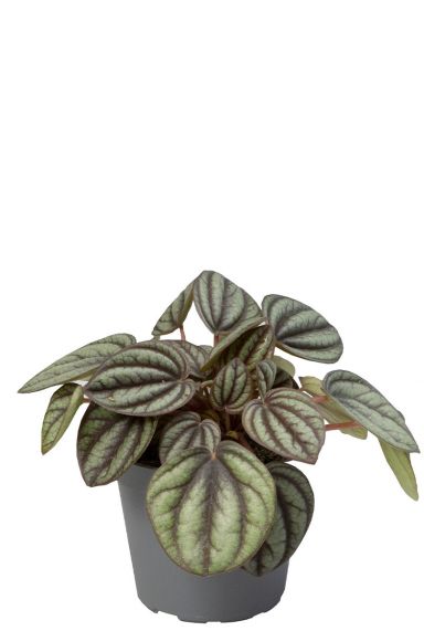 Peperomia piccolo banda pflanze