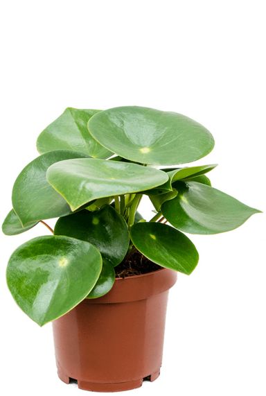 Peperomia rain drop 12