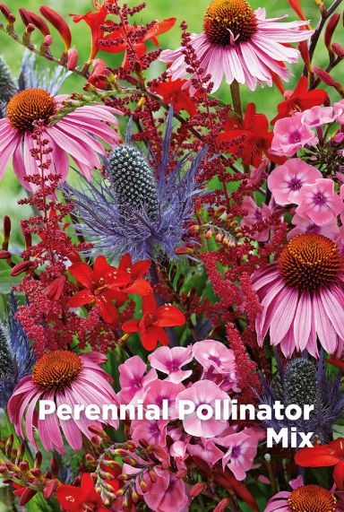 Perennial pollinator mix blumenzwiebeln