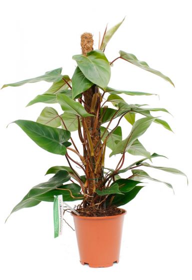 Philodendron Red Emerald zimmerpflanze
