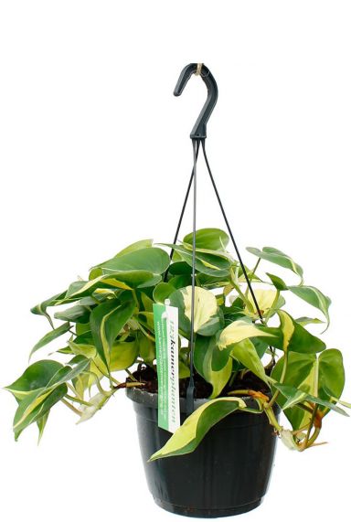 Philodendron brasil hangplant