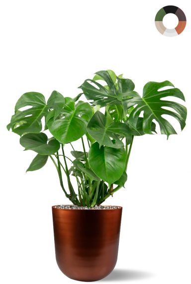 Philodendron im eleganten topf