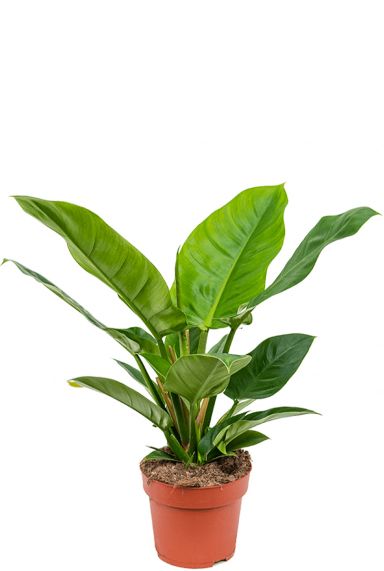 Philodendron imperial green 19